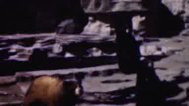 WISCONSIN USA-1954: Three Bears Roam Around And Look Very Curious