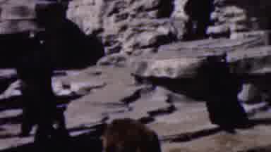 Wisconsin USA (1954): Black And Brown Bears On Rock
