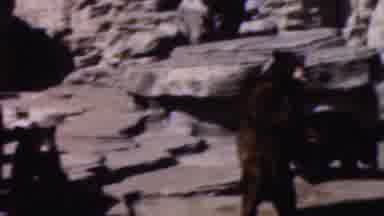 WISCONSIN USA-1954: Two Big Brown Bears In The Forrest In The Midst Of Swans