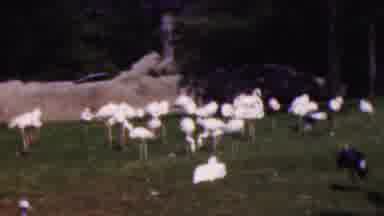 Wisconsin USA (1954): Crane Birds Roaming Around
