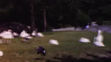 Wisconsin USA (1954): Park Animals Vacation Great Views Fun,