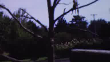 Wisconsin USA-1954: Child Climbing Tree in Suburban Backyard