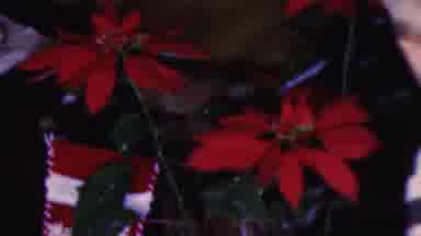 Cleveland Ohio USA (1953): Little Boy Looking At And Smelling A Poinsettia Plant