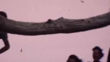 Cleveland Ohio USA (1953): Men And Women On A Tree Branch