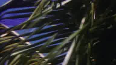 Hawaii USA (1962): Trees Blowing In Wind Near Water