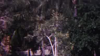 Hawaii USA (1962): In The Midst Of The Trees