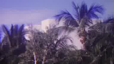 Hawaii USA (1962): Women Playing Golf In A Palm Tree Tropical Climate