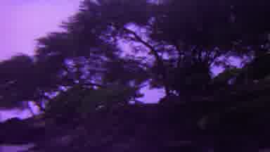 Hawaii USA-1962: Verdant Woods Beg To Be Explored
