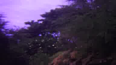 Hawaii USA (1962): View Of Trees Against The Sky