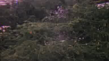 Hawaii USA (1962): Lightening Flashing In The Backyard