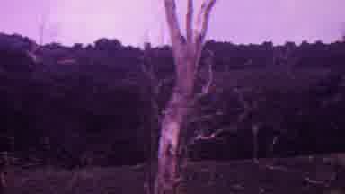HAWAII USA-1962: A Dry Tree In The Middle Of The Nature