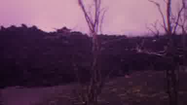 Hawaii USA (1962): Dead Tree's In The Fall