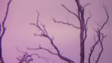 Hawaii USA (1962): Vintage Camera Shot Of Trees At Dusk