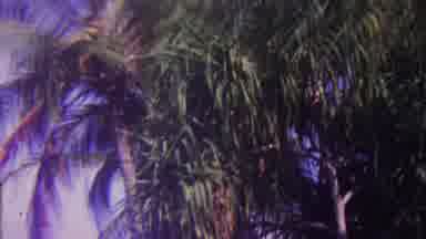 Hawaii USA (1962): As The Wind Blows Through The Trees