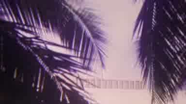 Hawaii USA (1962): Palm Leaves Building Overgrown Plants On Balgonie Windy Tall
