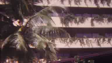Hawaii USA (1962): Palm Tree Resort