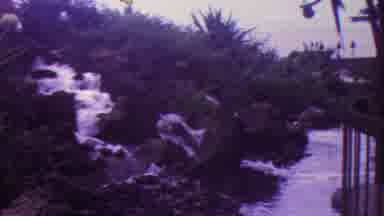 Hawaii USA (1962): Parrot Bird Sits On Swing In A Tree Above A Waterfall