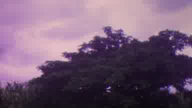 Hawaii USA (1962): Wind Blowing Through Trees Along A Purple Western Mountain
