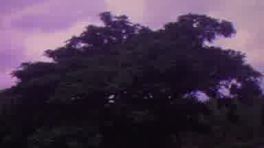 Hawaii USA (1962): Three On The Wind