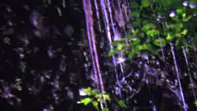 Hawaii USA (1962): Tree Filled With Water Drops Down With Colorful Foliage