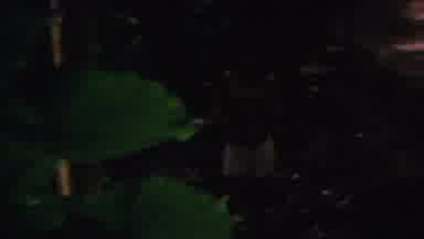 Hawaii USA (1962): Singing In Forest