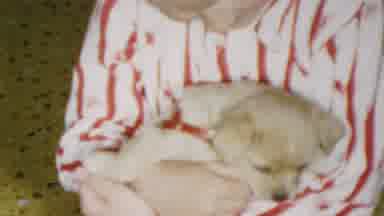 This kid's love for dogs is officially off the leash