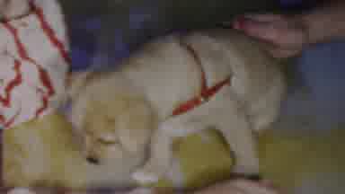 Seaside New Jersey USA (1949): Wearinga Red Harness A Puppy Walks Into Open Arms