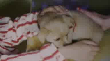 Seaside New Jersey USA (1949): Dog Puppy Boy Woman Table Caress Home