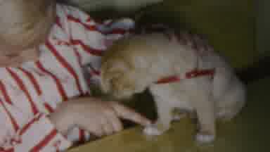 Seaside New Jersey USA (1949): Boy In Red And White Shirt Petting Puppy In Red