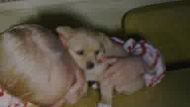 Seaside New Jersey USA (1949): Little Puppy Playing With Child In His Home While
