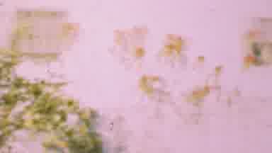 San Diego California USA (1955): Vines And Foliage Growing On White Exterior Wall