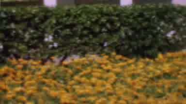 San Diego California USA (1955): A Lot Of Yellow Flowers Mother Is So Proud To