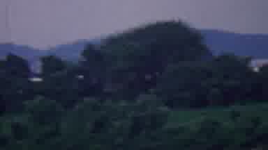 Covington Kentucky USA (1961): Backyard Wilderness With Trees And Grass On A