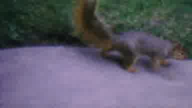 Hatfield Pennsylvania USA-1956: Squirrel Foraging On Porch Near Garden
