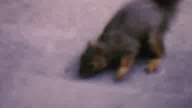 Hatfield Pennsylvania USA (1956): Squirrel Takes Peanut On Steps