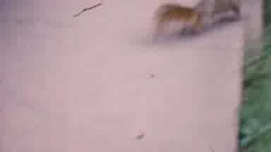 Hatfield Pennsylvania USA-1956: Squirrel Eating Nut In Yard
