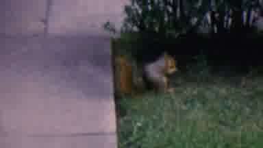 Hatfield Pennsylvania USA (1956): Squirrel Spotted On The Grass Area