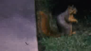 Hatfield Pennsylvania USA (1956): Friendly Small Squirrel In The Grass