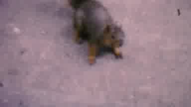 Hatfield Pennsylvania USA (1956): A Squirrel Crawling Towards An Acorn