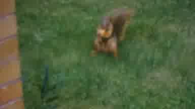 HATFIELD PENNSYLVANIA USA-1956: Squirrel Picking Up A Nut And Running Away With