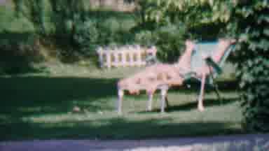 Hatfield Pennsylvania USA (1956): Young White Woman Tanning In A Garden Outside In