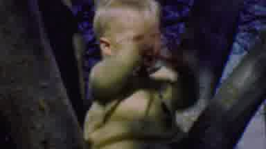 Terra Haute Indiana USA (1963): Baby Laughing On A Nice Fall Day While Perched