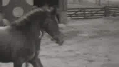 BEACHWOOD NEW JERSEY USA-1937: Trotting Stallion in Snowy Corral with Trainer