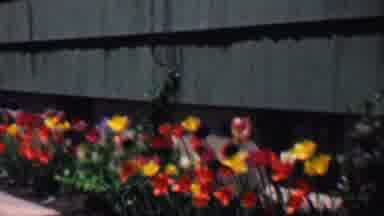GRAND RAPIDS MICHIGAN USA-1958: Vibrant Tulips Swaying in Garden
