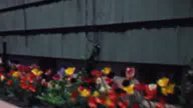 Grand Rapids Michigan USA (1958): Wind Blowing Through Tulips