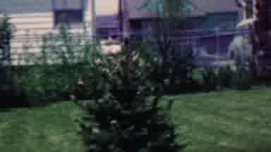 Grand Rapids Michigan USA (1958): A Good Day To Be A Shrub