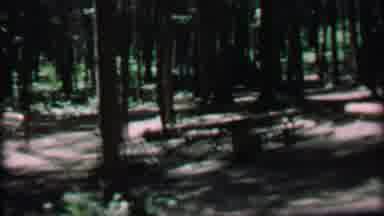 Farragut State Park Idaho USA (1967): Campers Have Set Up Tents In A Thicket Of