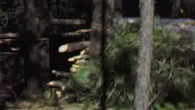 Farragut State Park Idaho USA (1967): Find Out What Is Happening To Our Forest And
