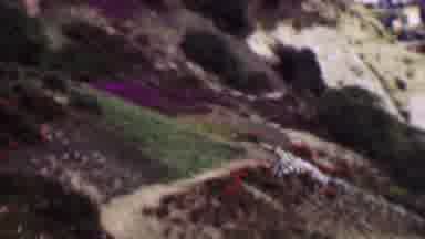 San Diego California USA (1961): The Road On The Hill With Many Beautiful Flowers