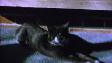 St Paul Minnesota USA (1962): A Calm Cat Lying On The Floor And Wagging Its Ears